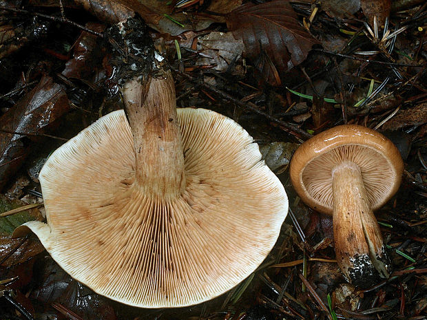 čírovka plavohnedá Tricholoma fulvum (Fr.) Bigeard & H. Guill.