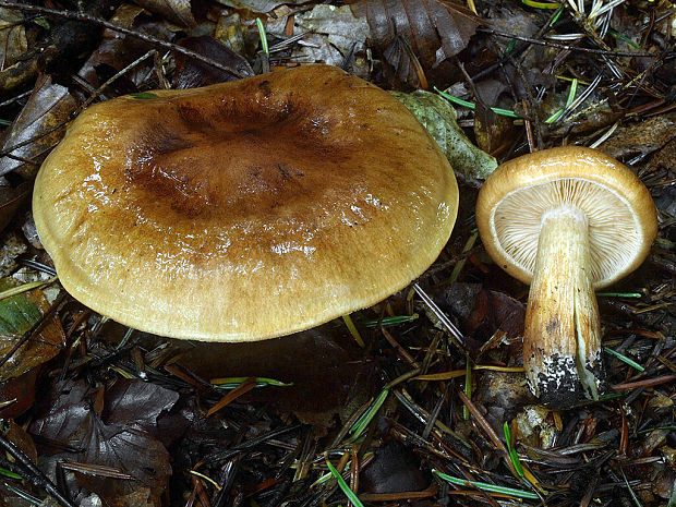 čírovka plavohnedá Tricholoma fulvum (Fr.) Bigeard & H. Guill.