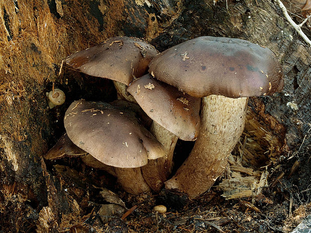 čírovka gaštanovohnedá Tricholoma ustale (Fr.) P. Kumm.