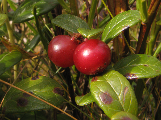 brusnica pravá Vaccinium vitis-idaea L.