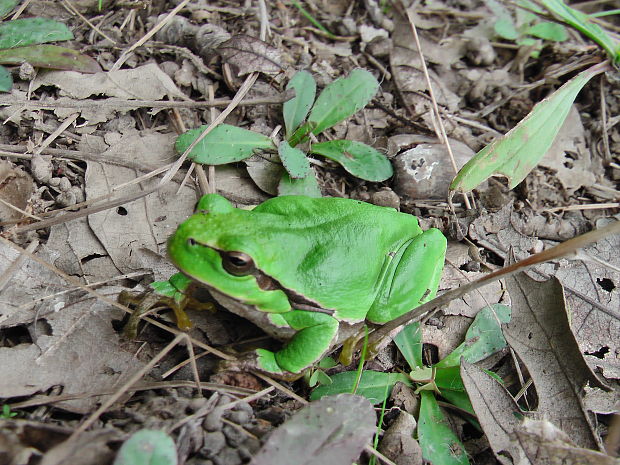 rosnička zelená (Hyla arborea)