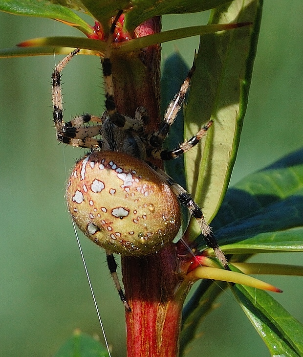 križiak štvorškvrnný Araneus quadratus