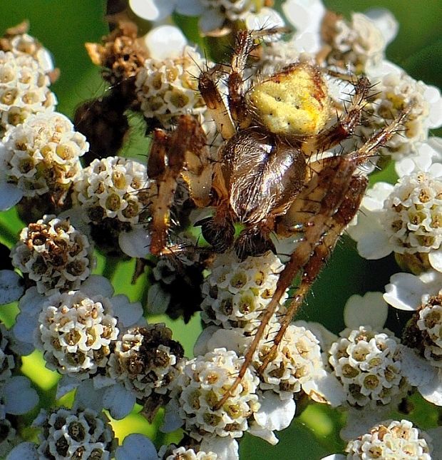 križiak štvorškvrnný Araneus quadratus