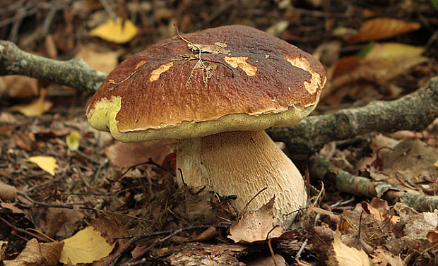 hríb smrekový Boletus edulis Bull.