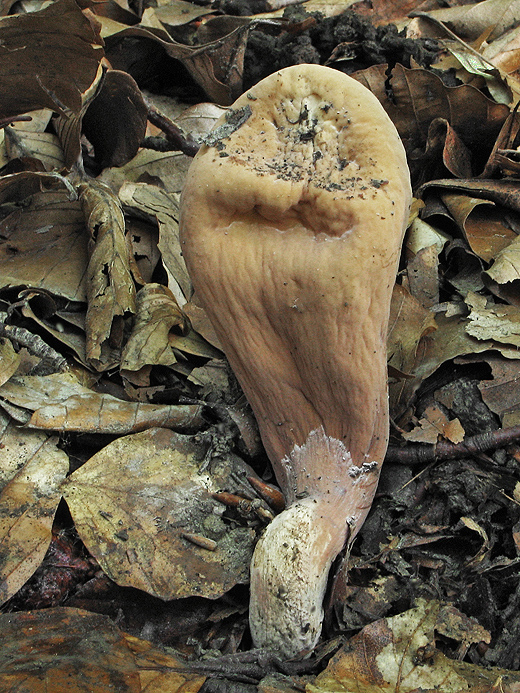 kyjak obrovský Clavariadelphus pistillaris (Fr.) Donk