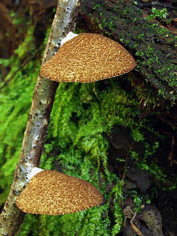 pahliva šafranová Crepidotus crocophyllus (Berk.) Sacc.