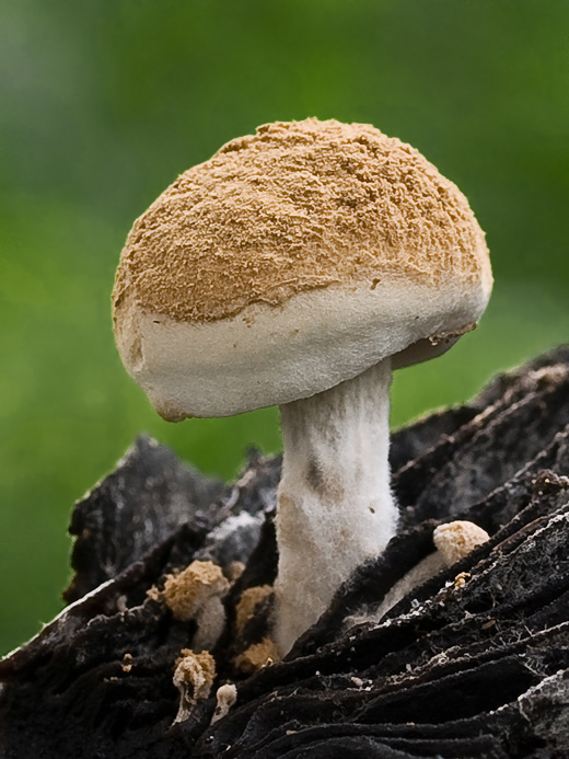 príživnica prášnicovitá Asterophora lycoperdoides (Bull.) Ditmar