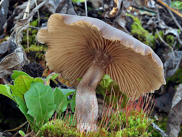 strmuľka Clitocybe sp.