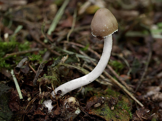 drobuľka blanitá Coprinopsis marcescibilis (Britzelm.) Örstadius & E. Larss.