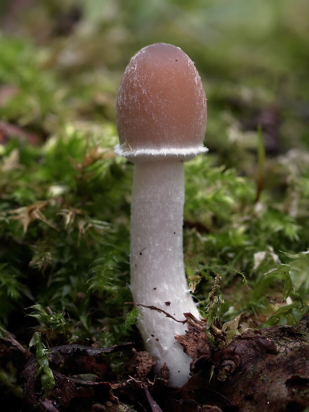 drobuľka blanitá Coprinopsis marcescibilis (Britzelm.) Örstadius & E. Larss.