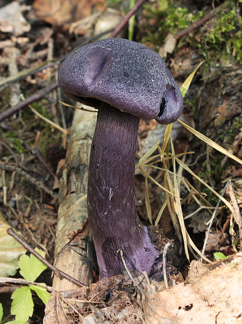 pavučinovec fialový fialový Cortinarius violaceus (L.) Gray