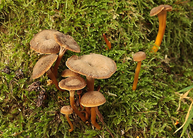 kuriatko lievikovité Craterellus tubaeformis (Fr.) Quél.