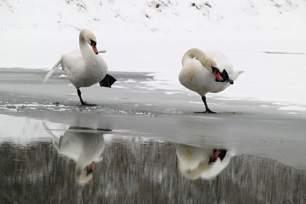 labuť velká Cygnus olor