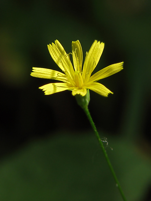 jastrabník lesný  Hieracium murorum L.