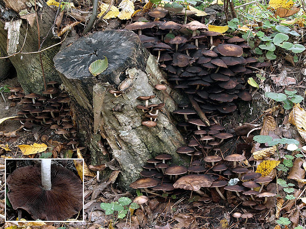 drobuľka vodomilná Psathyrella piluliformis (Bull.) P.D. Orton