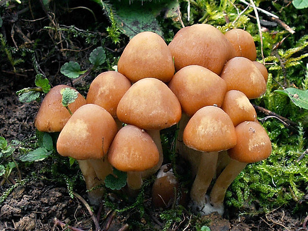 drobuľka vodomilná Psathyrella piluliformis (Bull.) P.D. Orton