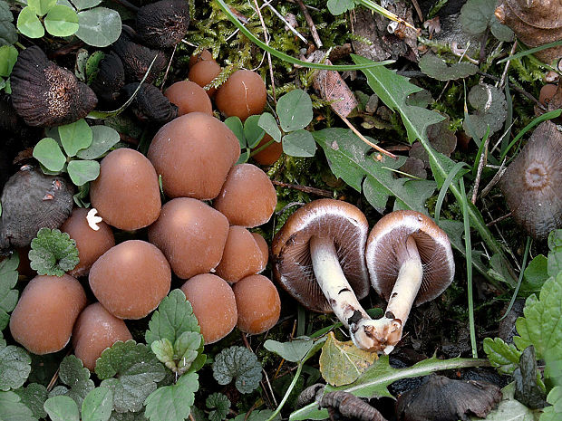 drobuľka vodomilná Psathyrella piluliformis (Bull.) P.D. Orton