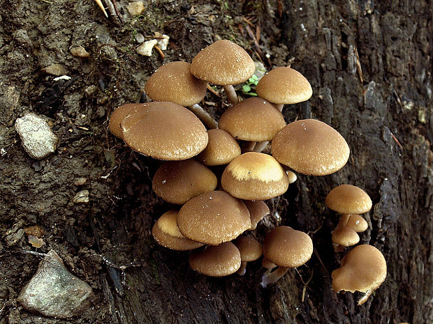 drobuľka hnedosivá Psathyrella spadiceogrisea (Schaeff.) Maire