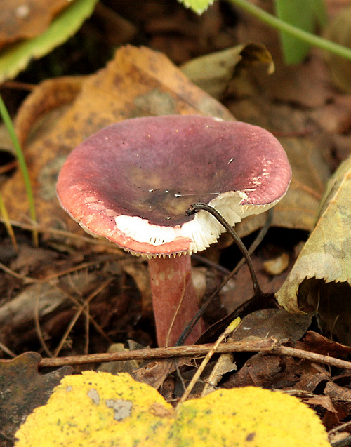 plávka Quéletová Russula queletii Fr.