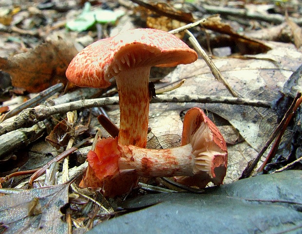 pavučinovec červenošupinatý Cortinarius bolaris (Pers.) Fr.