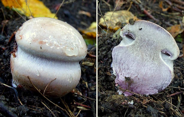 pavučinovec Cortinarius sp.