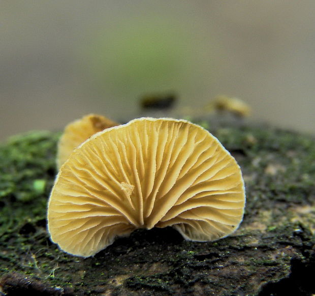 pahliva Crepidotus sp.