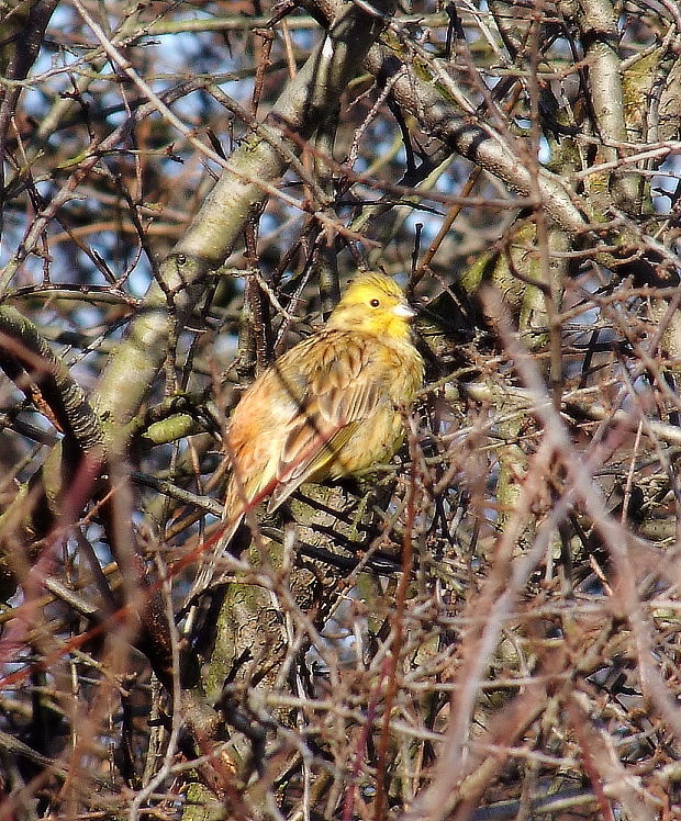 strnádka žltá  Emberiza citrinella