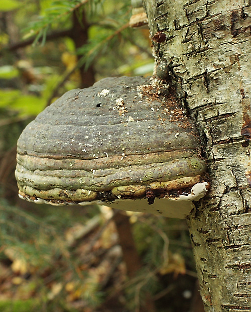 práchnovec kopytovitý Fomes fomentarius (L.) J.J. Kickx