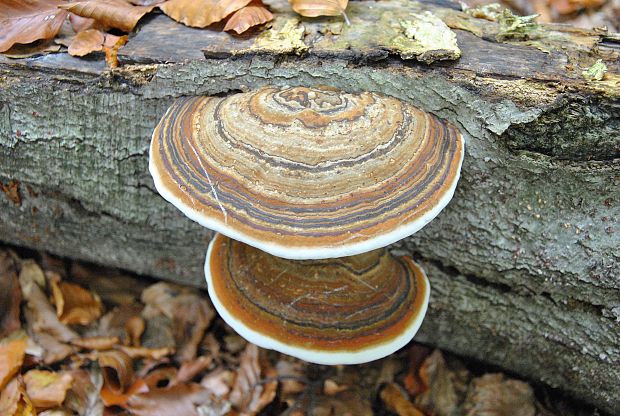 lesklokôrovka plochá Ganoderma applanatum (Pers.) Pat.