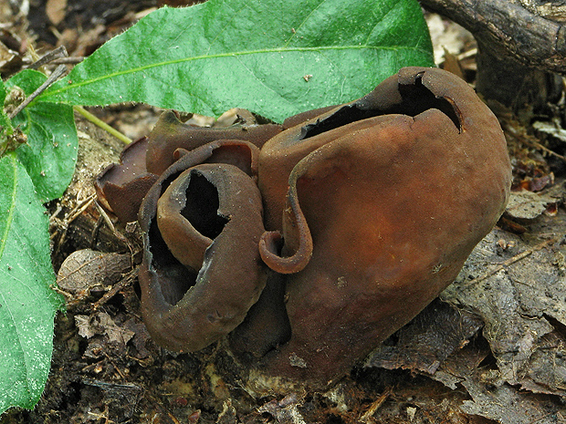 uško Otidea sp.