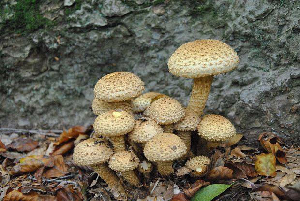 šupinovka pralesná Pholiota elegans Jacobsson