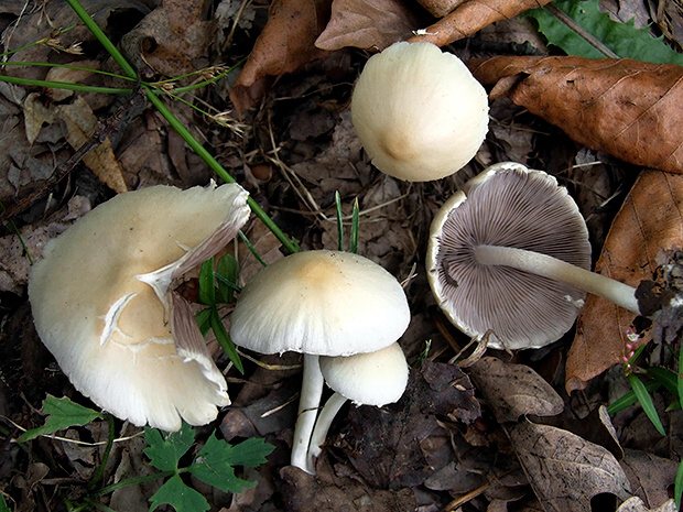 drobuľka Candolleova Psathyrella candolleana (Fr.) Maire