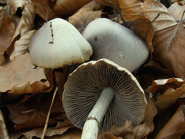 drobuľka Psathyrella sp.