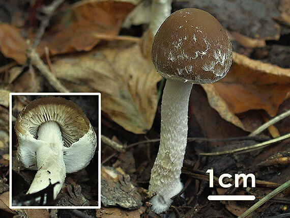 drobuľka Psathyrella sp.