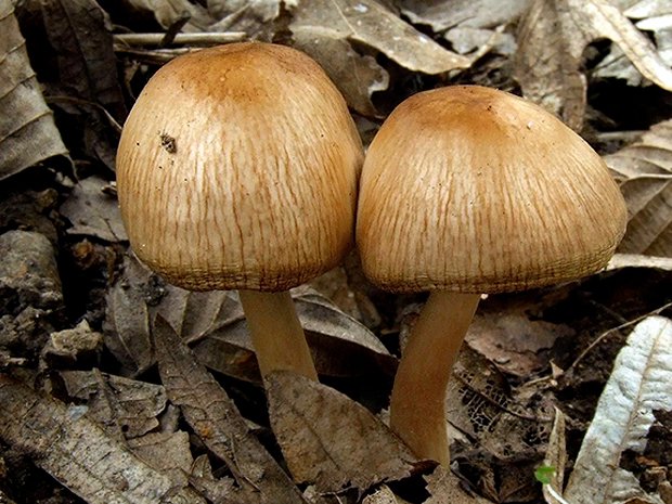 drobuľka hnedosivá Psathyrella spadiceogrisea (Schaeff.) Maire