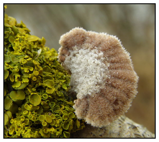 klanolupeňovka obyčajná Schizophyllum commune Fr.