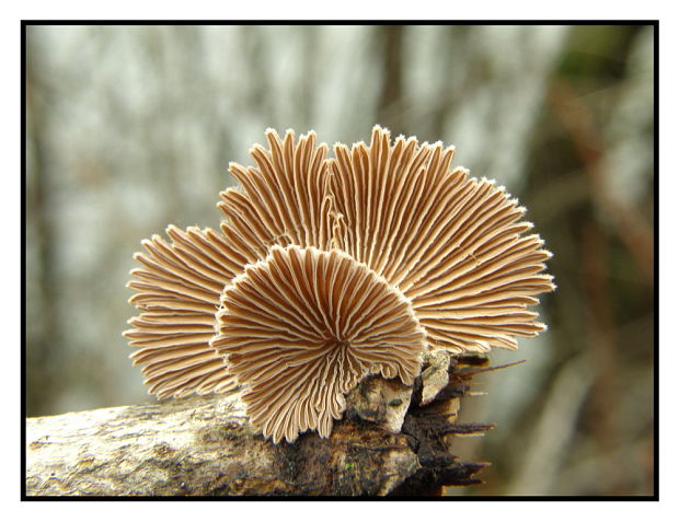 klanolupeňovka obyčajná Schizophyllum commune Fr.