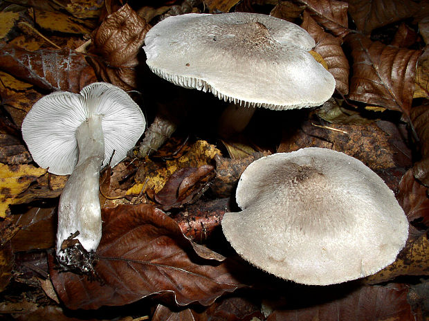 čírovka postriebrená Tricholoma argyraceum (Bull.) Gillet