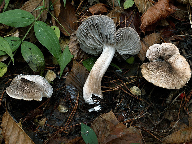 čírovka čiernošupinatá Tricholoma atrosquamosum Sacc.