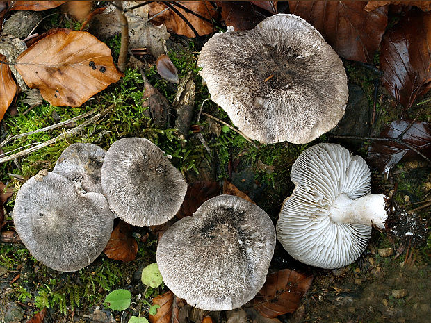 čírovka Tricholoma sp.