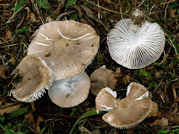 čírovka Tricholoma sp.