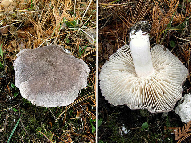 čírovka Tricholoma sp.