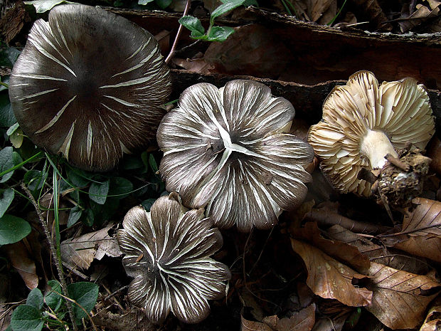 čírovka Tricholoma sp.