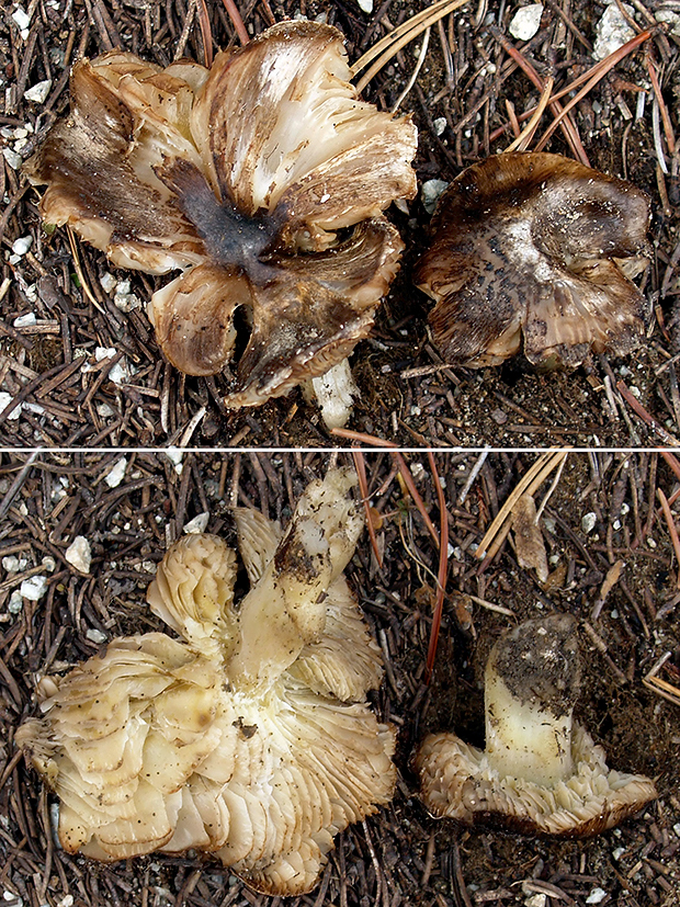 čírovka Tricholoma sp.