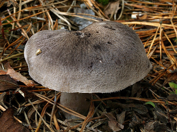 čírovka zemná Tricholoma terreum (Schaeff.) P. Kumm.