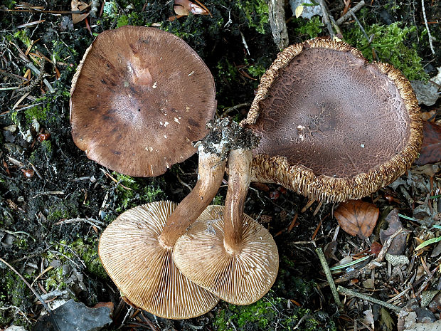 čírovka gaštanovohnedá Tricholoma ustale (Fr.) P. Kumm.