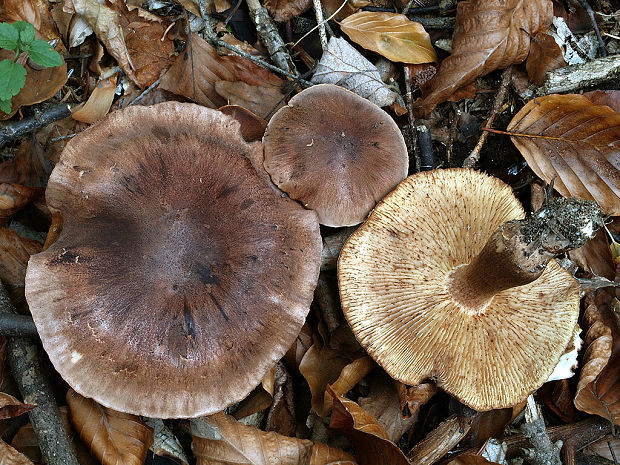 čírovka gaštanovohnedá Tricholoma ustale (Fr.) P. Kumm.