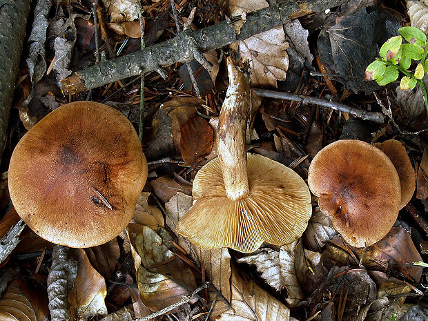 čírovka gaštanovohnedá Tricholoma ustale (Fr.) P. Kumm.