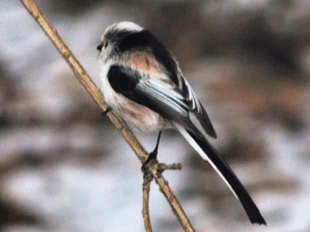 mlynárka dlhochvostá Aegithalos caudatus