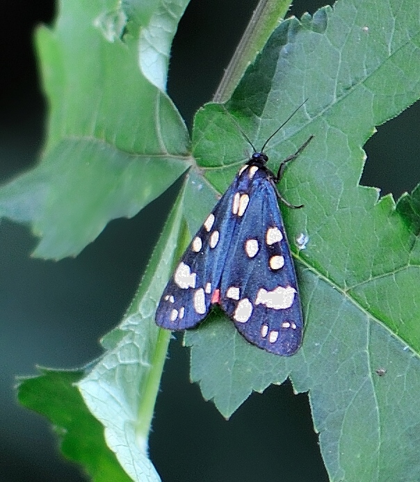 spriadač hluchavkový Callimorpha dominula